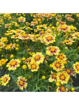 Coreopsis Enchanted Eve