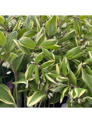 Solomon's Seal Variegatred