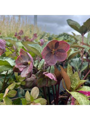 Lenten Rose Frostkiss Penny's Pink