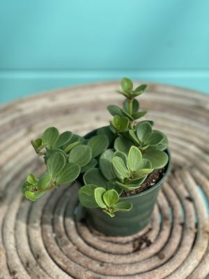 Peperomia Hope 4