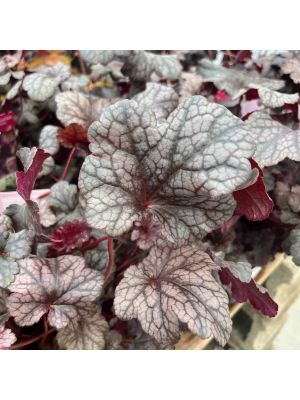 Coral Bells Plum Pudding