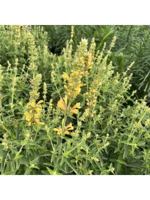 Agastache Kudos Yellow