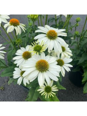 Coneflower Pow Wow White
