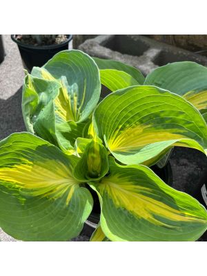 Hosta Great Expectations