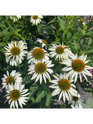 Coneflower Happy Star