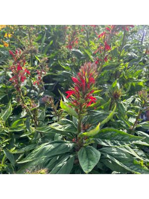 Cardinal Flower