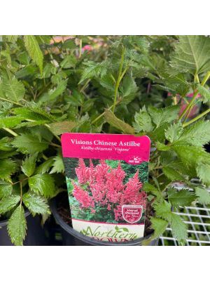 Astilbe Visions