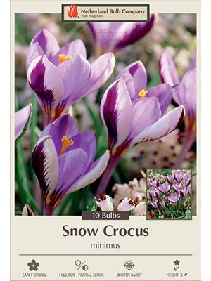 Crocus Minimus 10PK