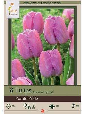 Tulip Purple Pride 7PK