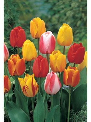 Tulip Tequila Sunrise Mix 7 PK