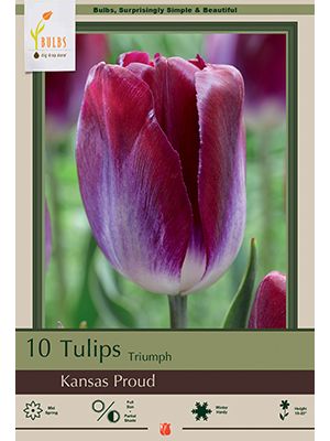 Tulip Kansas Proud 7PK