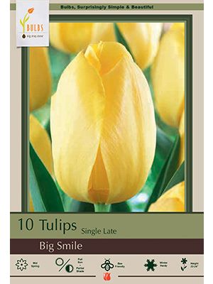 Tulip Big Smile 7 PK