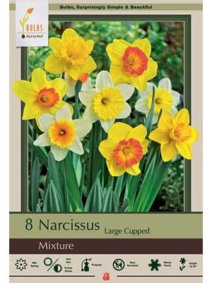 Narcissus Large Cupped Mix 7PK