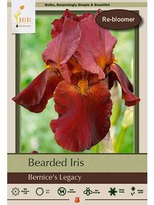 Iris Bearded Bernices Legacy