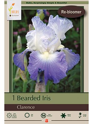 Iris Bearded Clarence