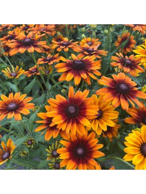 Echibeckia Summertina Orange