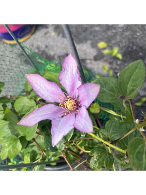 Clematis Samaritan Jo