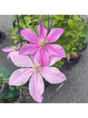 Clematis Sally