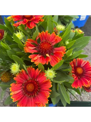 Blanket Flower Spintop Yellow Touch