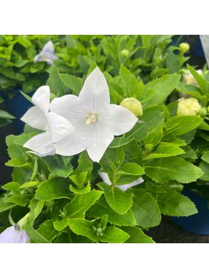 Balloon Flower Popstar White