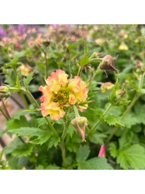 Geum Petticoats Peach