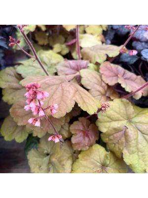 Coral Bells Apricot