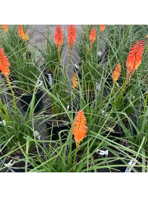 Red Hot Poker Winner's Club Poker Face