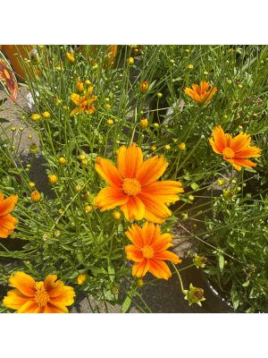 Coreopsis Lil Bang Darling Clementine