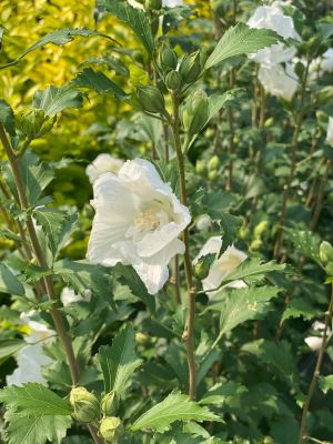 Rose of Sharon White Pillar