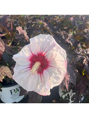 Hibiscus Hardy Summerific Cherry Choco Latte