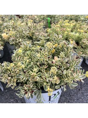 Sedum Rock 'N Grow Boogie Woogie