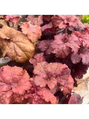 Coral Bells Mahogany Monster