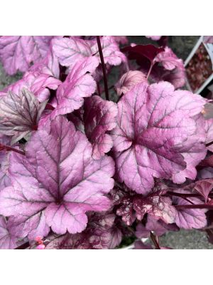 Coral Bells Wildberry
