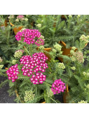 Yarrow New Vintage Violet