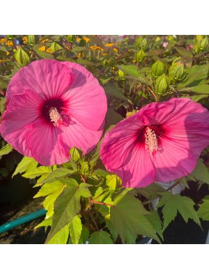 Hibiscus Hardy Summerific Candy Crush