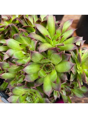 Hens and Chicks Black