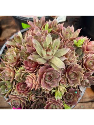 Hens and Chicks Silverine