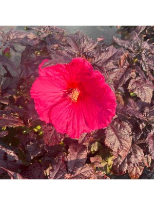 Hibiscus Hardy Summerific Evening Rose