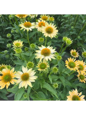 Coneflower Mellow Yellows