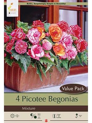 Begonia Bi-Color Mixture 4Pk