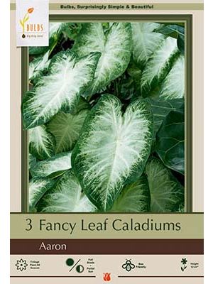 Caladium Aaron 3PK
