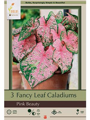 Caladium Pink Beauty 3PK