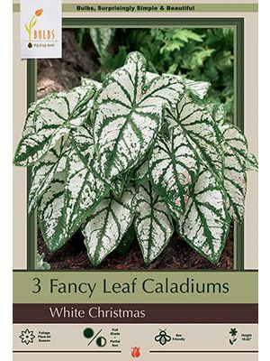 Caladium White Christmas 3PK