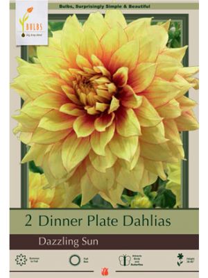 Dahlia Dinner Plate Dazzling Sun 2PK