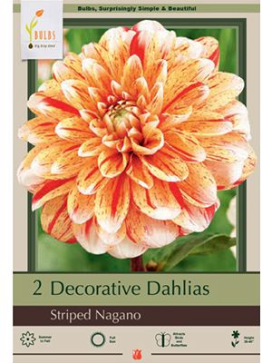 Dahlia Dinner Plate Striped Nagano 2PK