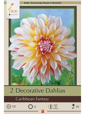 Dahlia Decorative Caribbean Fantasy 2PK