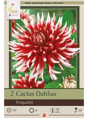 Dahlia Cactus Friquolet 2PK