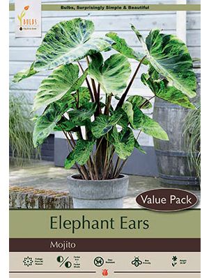 Colocasia Mojito 9/11