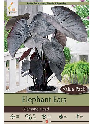 Colocasia Diamond Head 9/11