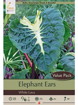 Colocasia White Lava  9/11